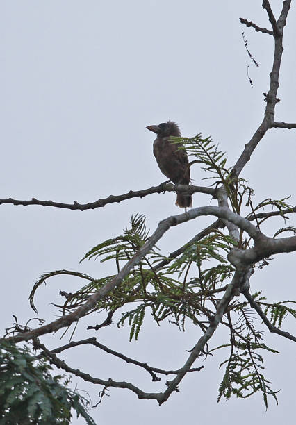 istock Naked-faced Barbet 1296370592