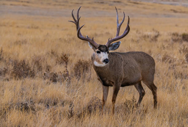 Two mule deer bucks with antlers standing close together in a tall golden grass field in the late autumn morning light, Wet Mountain Valley, Colorado, USA.