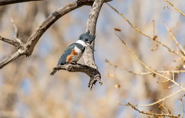 Photo of A Belted Kingfisher Perched in a Branch Waiting To Catch Food