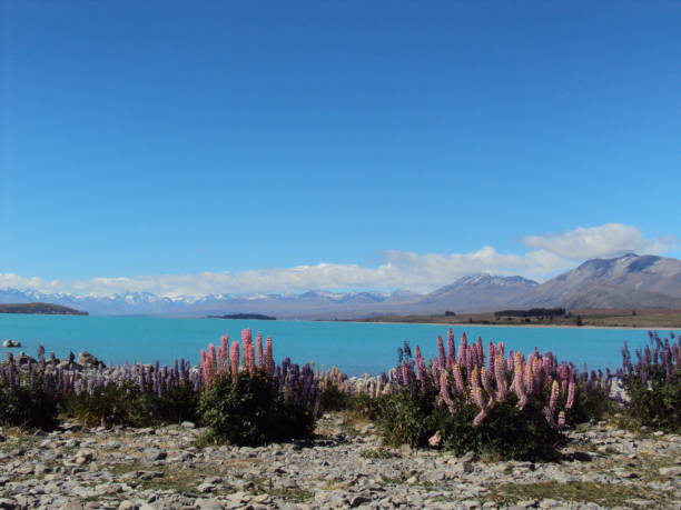 istock Amazing blue Lake Tekapo with purple flowers 1296371765