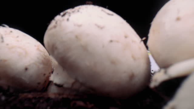 A pile of mushrooms