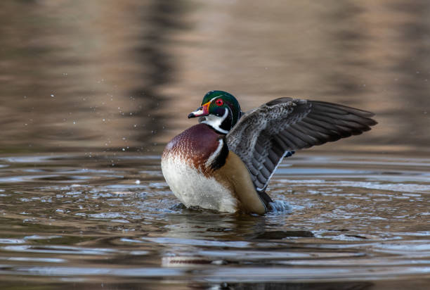 istock A Beautiful Wood Duck Drake Stretching in the Water 1296371934
