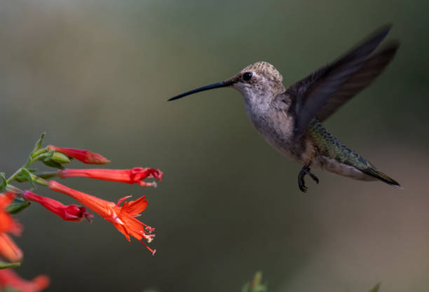 istock A Hummingbird Feeding on a Flowers Nectar on a Summer Evening 1296373119