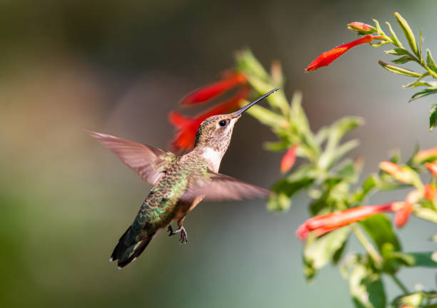 istock A Hummingbird Feeding on Wildflower Nectar 1296373120