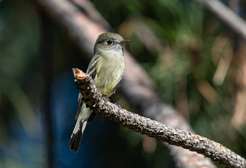 A Hammond's Flycatcher Perched on a Branch Waiting for a Meal to Fly By