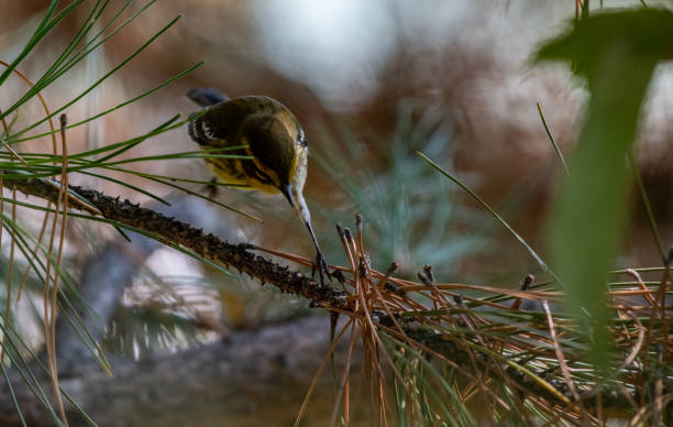 Photo of A Townsend's Warbler Carefully Testing out the Branch