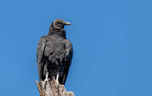 istock A Black Vulture Perched on a Tree Top Patiently Searching for Food 1296373598