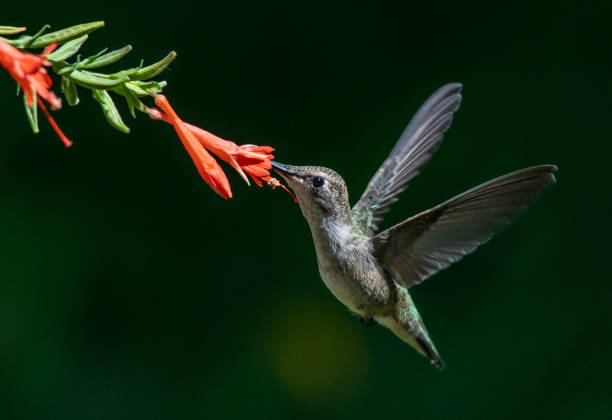 istock A Hummingbird Feeding on Wildflower Nectar 1296373671