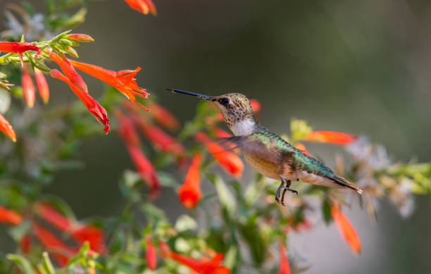 istock A Hummingbird Feeding on Wildflower Nectar 1296374228