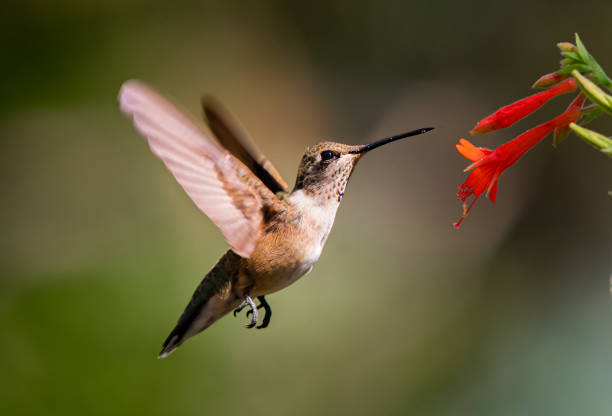 istock A Hummingbird Feeding on a Flowers Nectar on a Summer Evening 1296374273