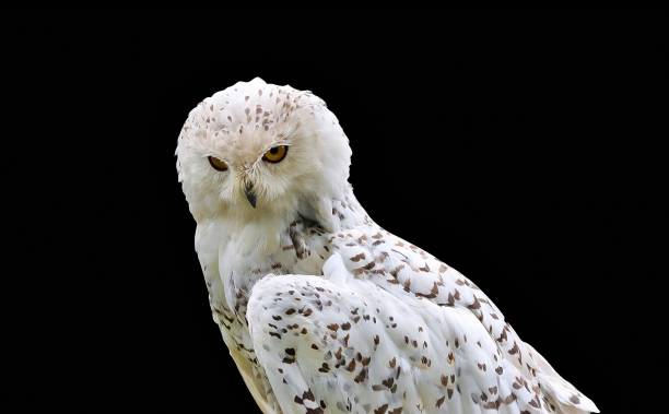 istock Snowy owl close-up on black background 1296374381