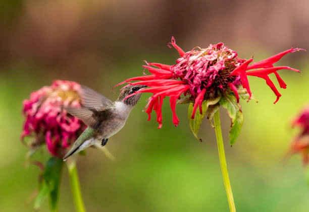 istock A Hummingbird Feeding on Wildflower Nectar 1296374506