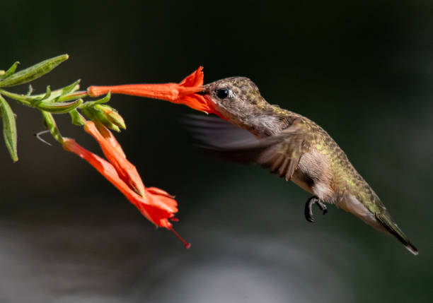 istock A Hummingbird Feeding on Wildflower Nectar 1296374655