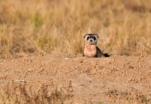An Endangered Black-footed Ferret on the Prowl