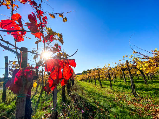 istock Drying Leaves of Vine in Autumn 1296374832