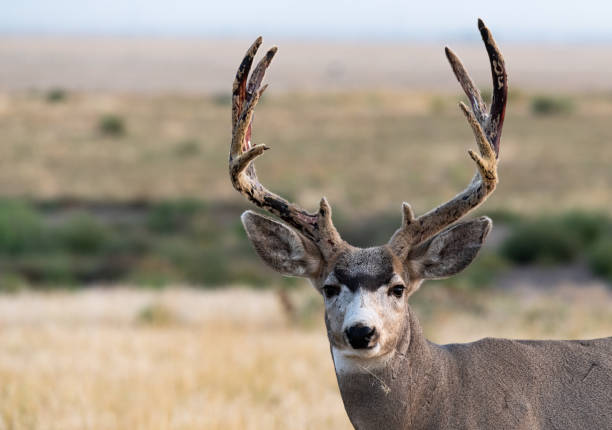 Wildlife Photography