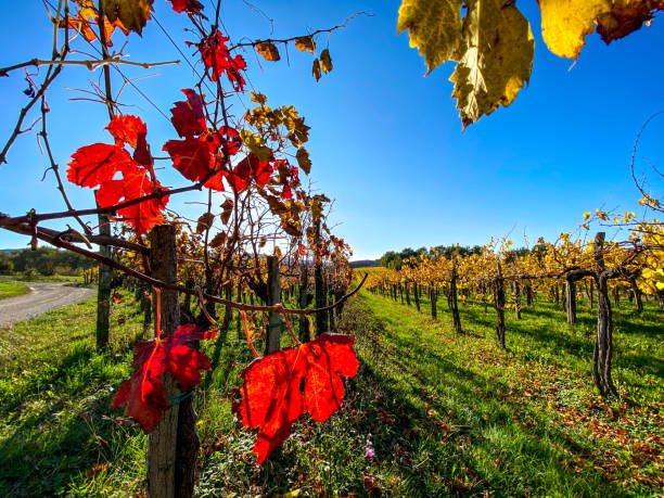 istock Autumn Leaf Color in Vineyard 1296374901