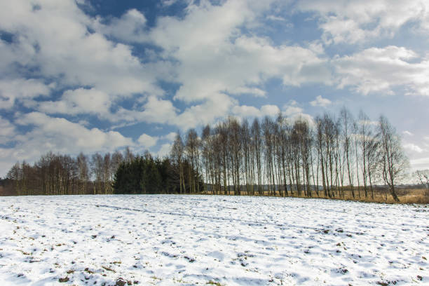 istock Snow on the field, trees in a row, white clouds on the sky 1296376072