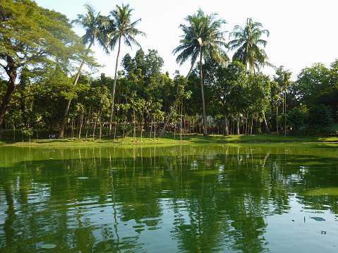 Green nature on Kandawgyi lake ,one of two major lakes in Yangon, Myanmar.