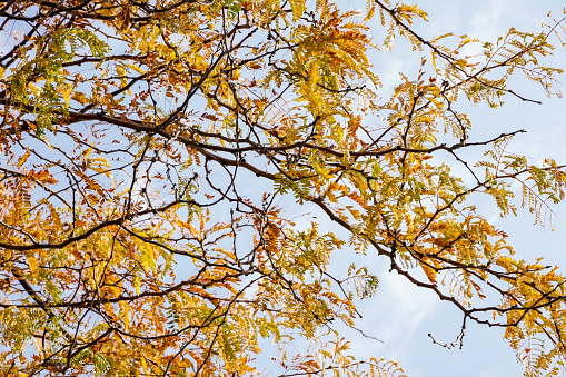 Autumn, Falling, Leaf, Tree, Lush Foliage