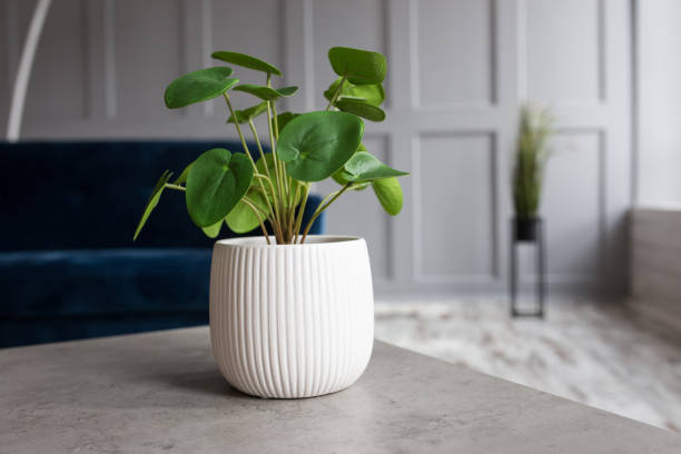 istock Green artificial flower in a white vase on the table close-up 1296378210