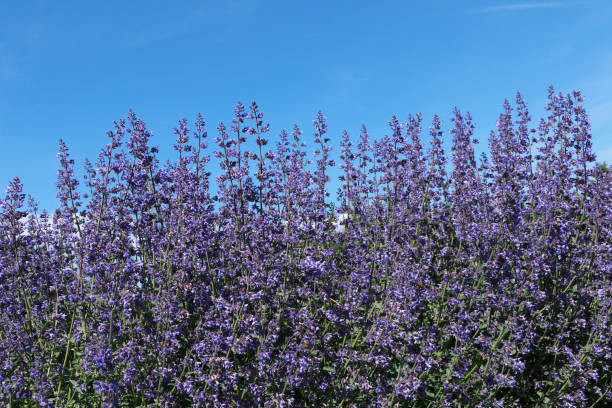 Catmint / Nepeta x faassenii