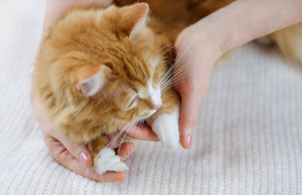 istock Human hands holding a cat. Care about animals 1296378521