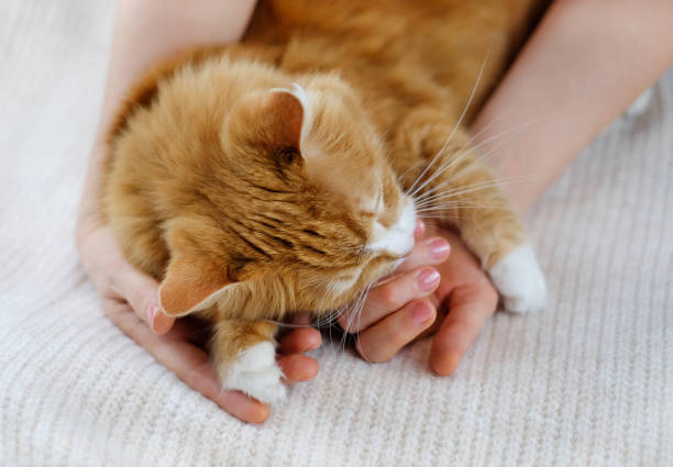 istock Human hands holding a cat. Care about animals 1296378539