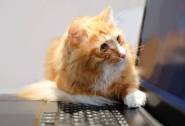 istock Ginger cat looks at the laptop screen. Freelance, remote work, online training 1296379486