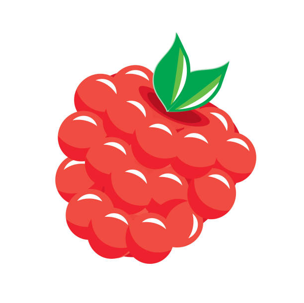 rote himbeere frucht isoliert auf weiß - raspberry stock-grafiken, -clipart, -cartoons und -symbole