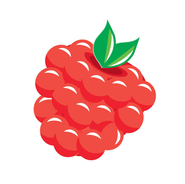 ilustrações de stock, clip art, desenhos animados e ícones de red raspberry fruit isolated on white - framboesa