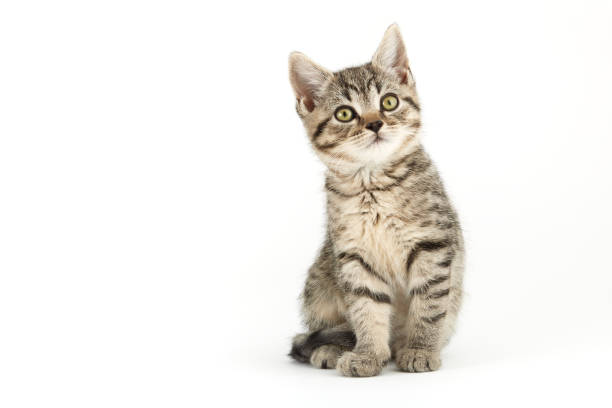 piccolo gattino tabby (european shorthair). - kitten domestic cat isolated tabby foto e immagini stock