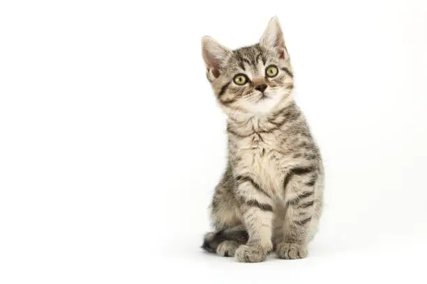 Photo of Little tabby (European Shorthair) kitten.