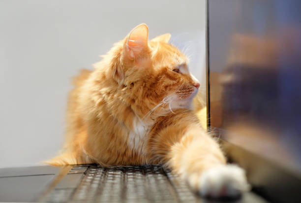 istock Cat looks at the laptop screen. Freelance, remote work, online training 1296379778