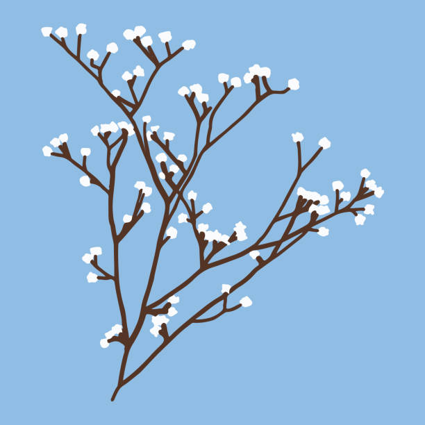 ベクトルのイラストは、茶色、白、青の微妙な色合いで提示されています。アプリコット枝の単一要素。 - magnolia flower single flower white点のイラスト素材／クリップアート素材／マンガ素材／アイコン素材