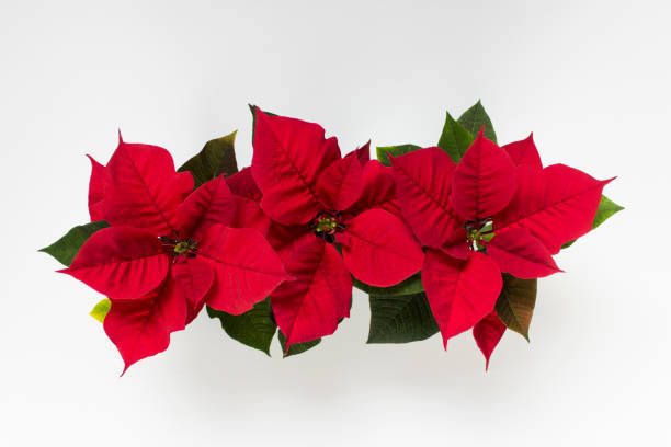 istock Three poinsettia flowers standing in a row 1296381454