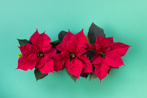 Top view of three Christmas red poinsettia flower pots on minty green background.