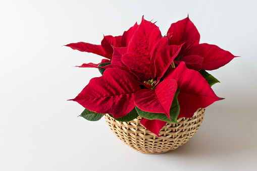Red Christmas flower Poinsetta in wooden a basket on white background.