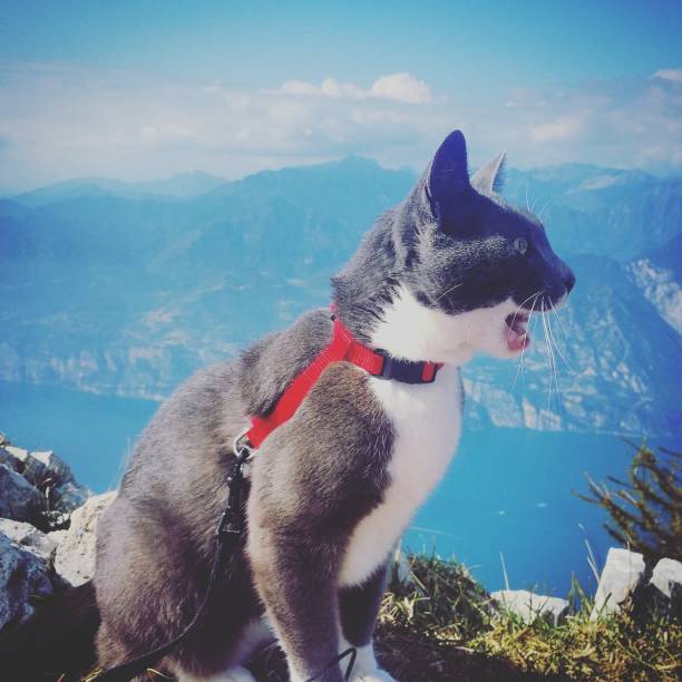 istock Gray domestic cat hiking 1296382759