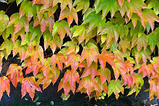 colorful autumn leaves curl along the wall
