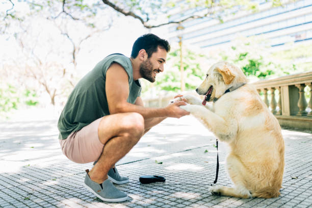 person in Asia After bathes a golden retriever at home using shampoo to care for its skin and prevent allergies love, hygiene and healthy living in the countryside.
