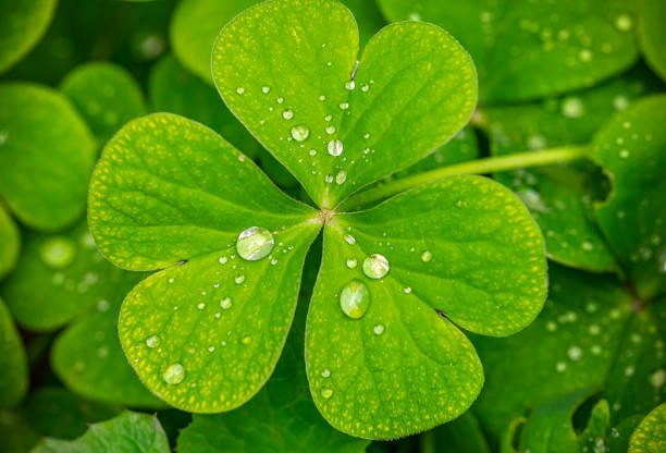 Clover with drops stock photo
