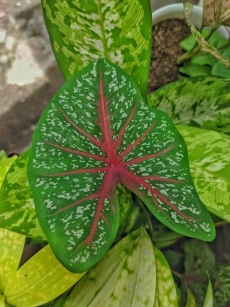 istock Hearth of jesus leaf plant 1296386624