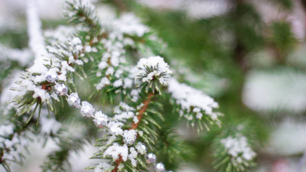 istock Christmas tree with holiday decorations in the snow. Blurred natural background 1296387553