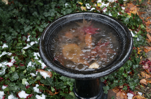 Autumn leaves are frozen in a black birdbath. Background shows snow on ivy.