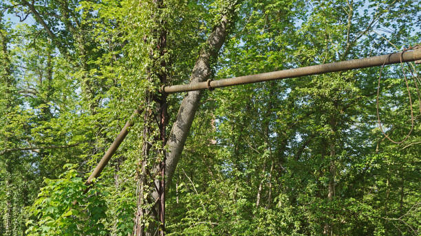 istock Old jetty at a mill on the river Saale 1296389138