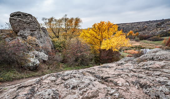 Autumn beautiful yellowed vegetation and gray stones covered with multi-colored lichen and moss in the nature hills and picturesque Ukraine