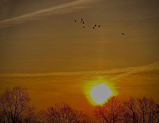 istock Shared Sunrise With a Flock of Geese 1296391348