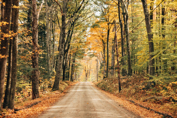 Free Stock Photo of Dirt Road Surrounded by Trees and Leaves | Download ...