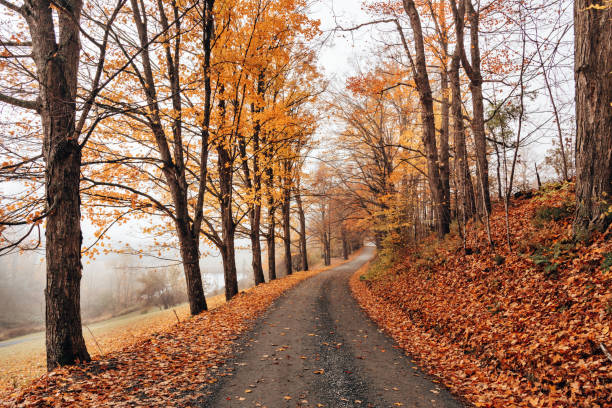 istock footpath in the autumn 1296392798